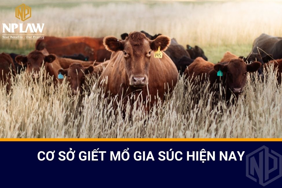 Cơ sở giết mổ gia súc hiện nay