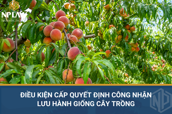 Điều kiện cấp quyết định công nhận lưu hành giống cây trồng