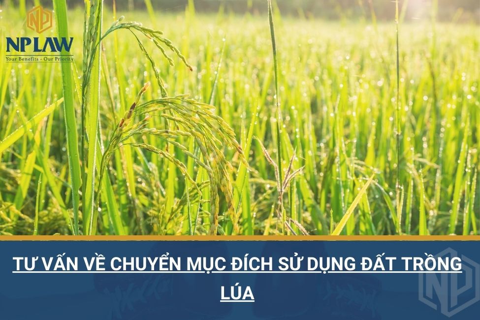Tư vấn về chuyển mục đích sử dụng đất trồng lúa