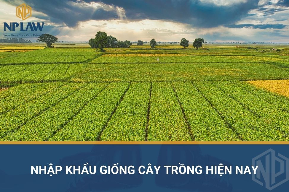 Nhập khẩu giống cây trồng hiện nay