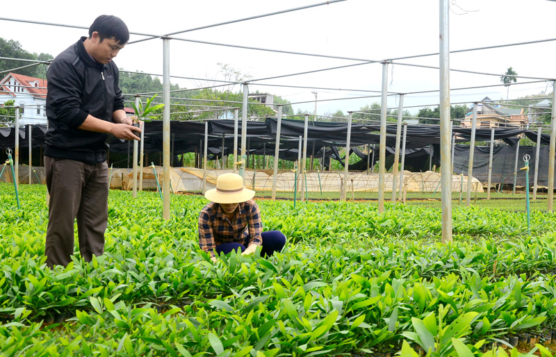 Giống cây trồng là gì?