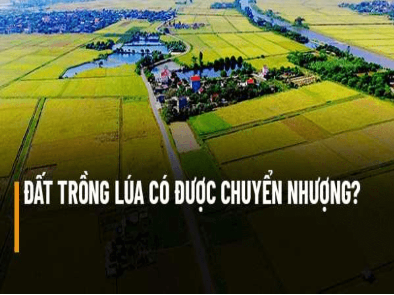 Điều kiện chuyển nhượng đất trồng lúa