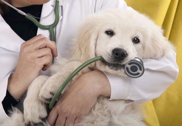 Establishing a veterinary clinic promptly and conveniently