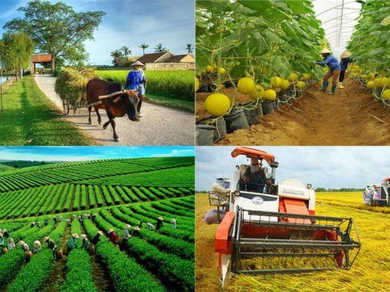 Quy định pháp luật về đăng ký kinh doanh hợp tác xã
