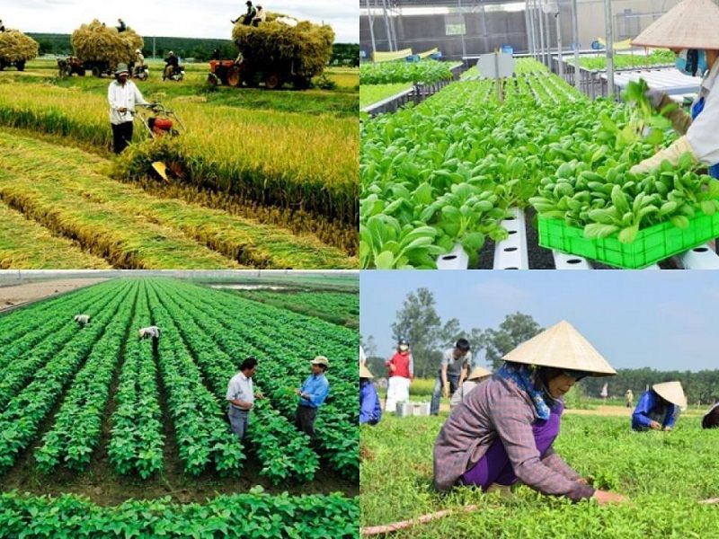 Tìm hiểu quy định về đặt tên hợp tác xã
