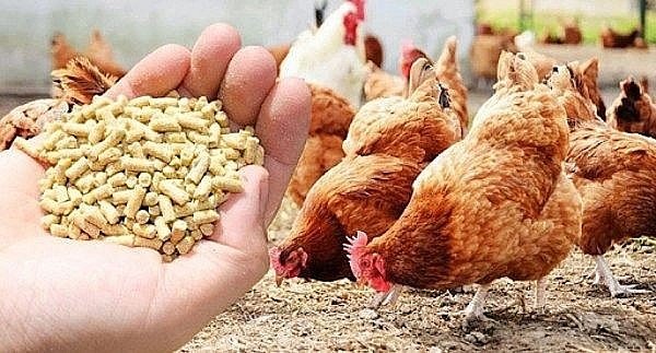 Thực trạng nhập khẩu sản phẩm chăn nuôi hiện nay