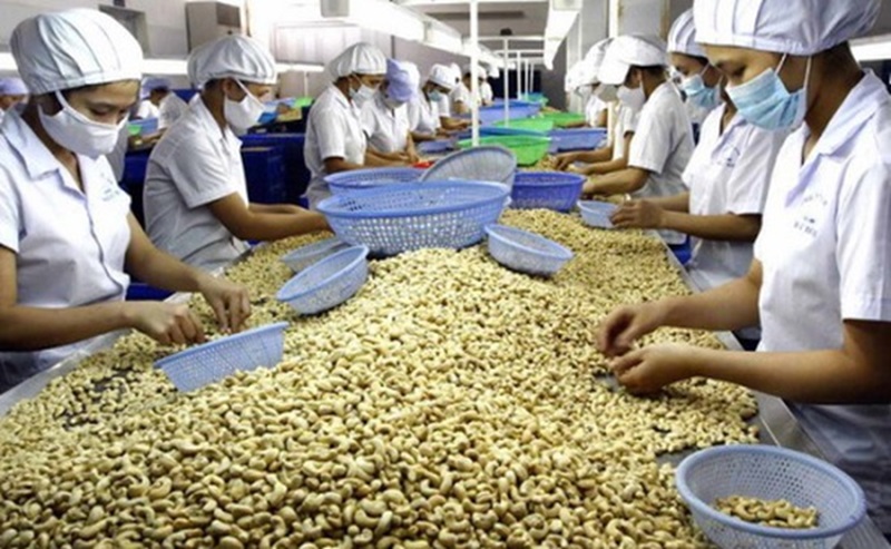 Cần lưu ý gì khi xuất khẩu hạt điều?