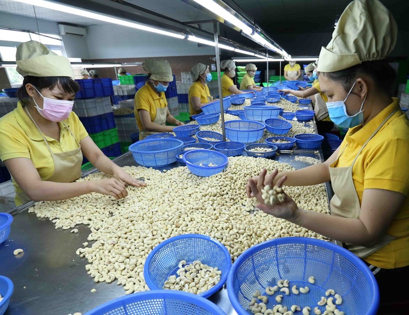 Giải đáp những câu hỏi liên quan đến xuất khẩu hạt điều