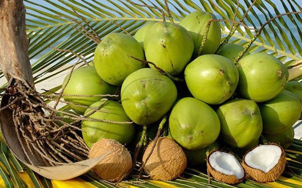 Dừa tươi có thuộc danh mục hàng được xuất khẩu không?
