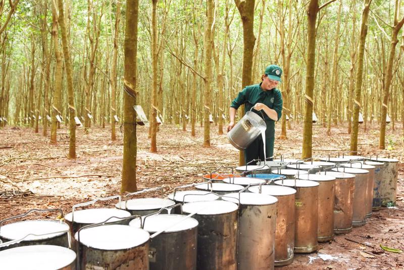 Cơ sở sản xuất cao su không giấy phép có bị phạt không?
