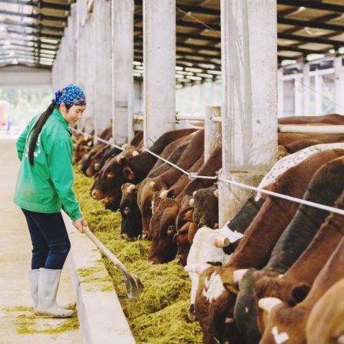 Quy định pháp luật về sản phẩm xử lý chất thải chăn nuôi