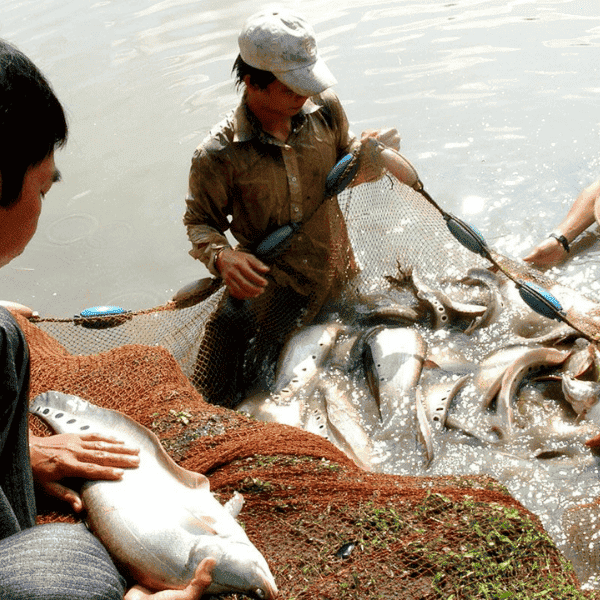 Thực phẩm bị thu hồi: Trách nhiệm và nghĩa vụ của doanh nghiệp