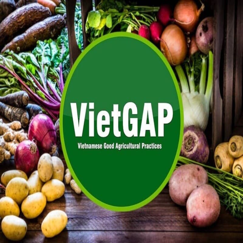 Tìm hiểu về sản xuất đạt chuẩn vietgap