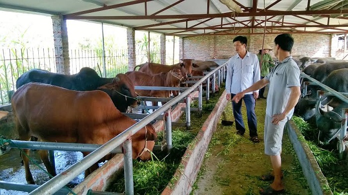 4. Mức xử phạt đối với trang trại chăn nuôi bò không đảm bảo khoảng cách được phép chăn nuôi như thế nào?