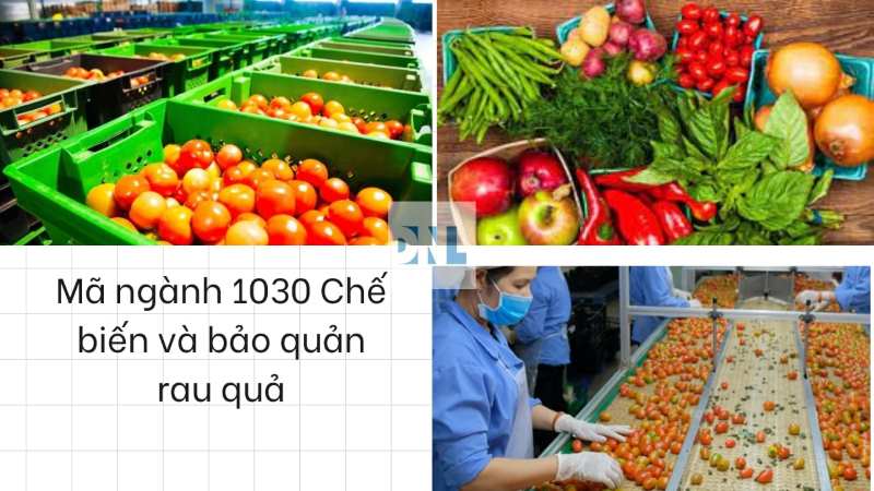Thực trạng ngành hộ kinh doanh chế biến và bảo quản rau quả