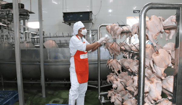 Nhu cầu mở cơ sở sơ chế thịt gia súc, gia cầm