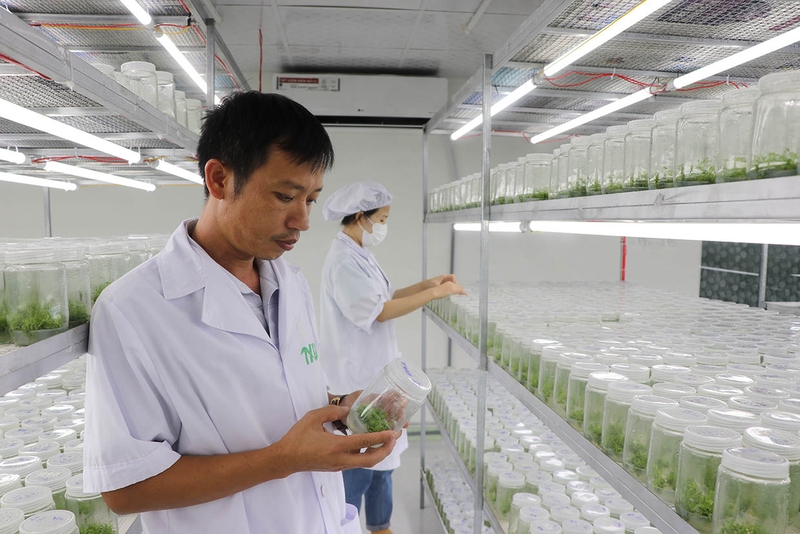 Thực trạng về sản xuất giống cây trồng lâm nghiệp