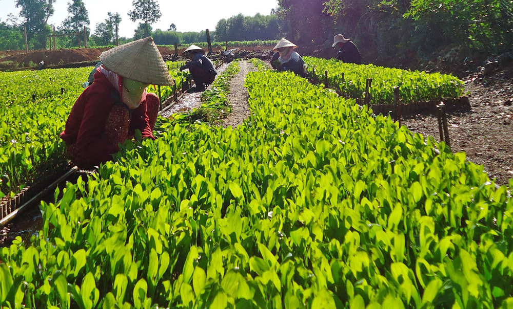 Có được sử dụng địa điểm thuê để sản xuất giống cây trồng lâm nghiệp không?