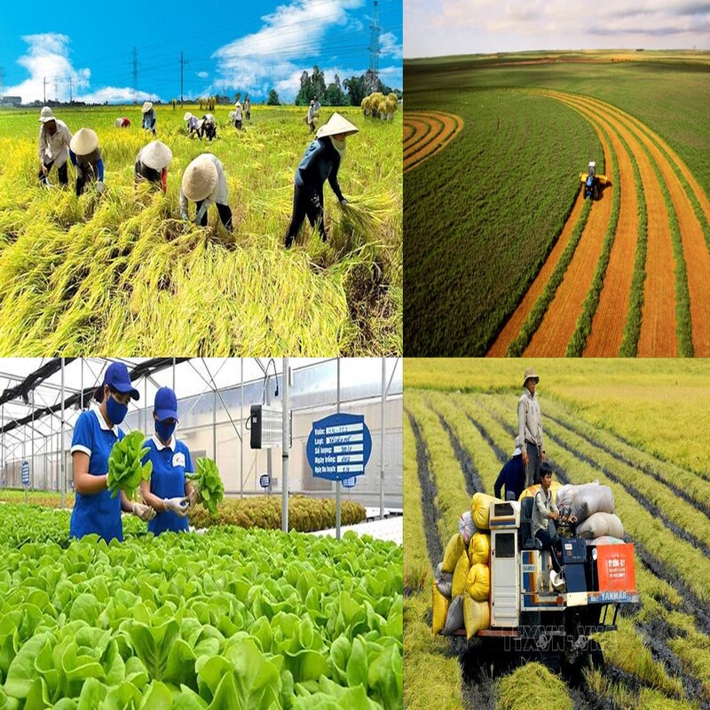 Chính sách khuyến khích đầu tư vào nông nghiệp tại Việt Nam: Quy định pháp luật, cơ hội và rủi ro cho nhà đầu tư
