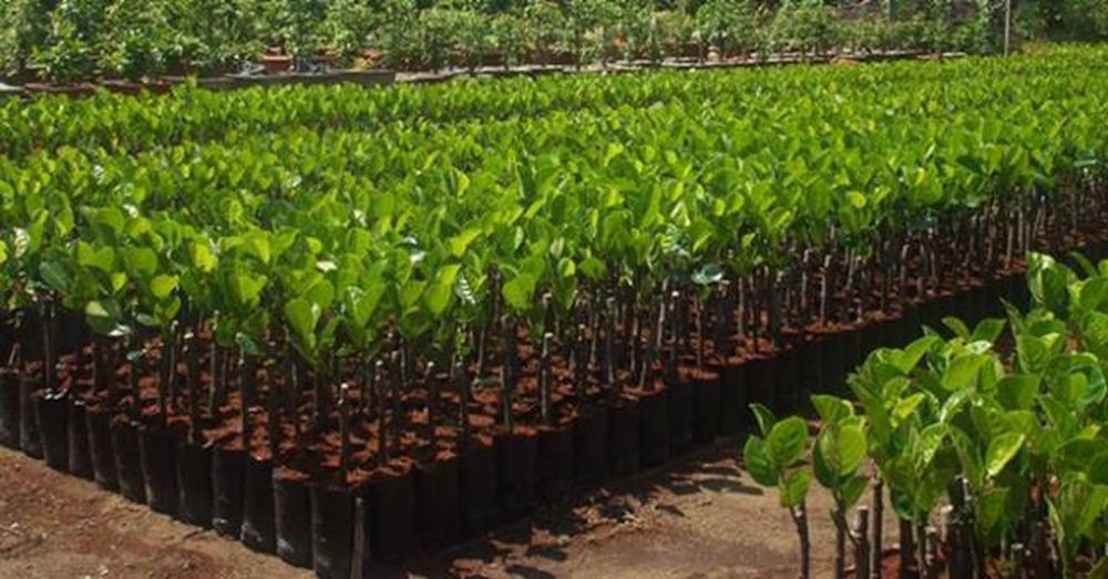 Pháp luật quy định quyền tác giả giống cây trồng hiện nay