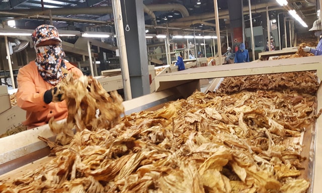 giấy phép chế biến thuốc lá