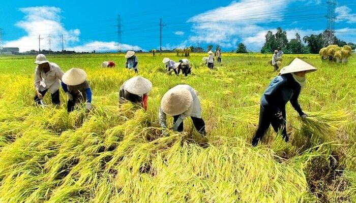 Các trường hợp không chuyển nhượng được quyền sử dụng đất trồng lúa