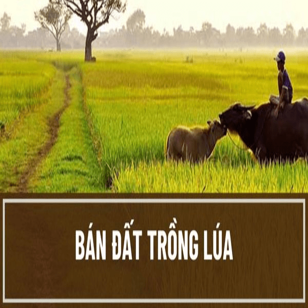 https://nplaw.vn/nhung-truong-hop-nao-duoc-ban-dat-trong-lua.html