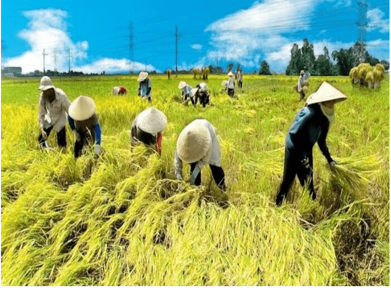 https://nplaw.vn/nhung-truong-hop-nao-duoc-ban-dat-trong-lua.html