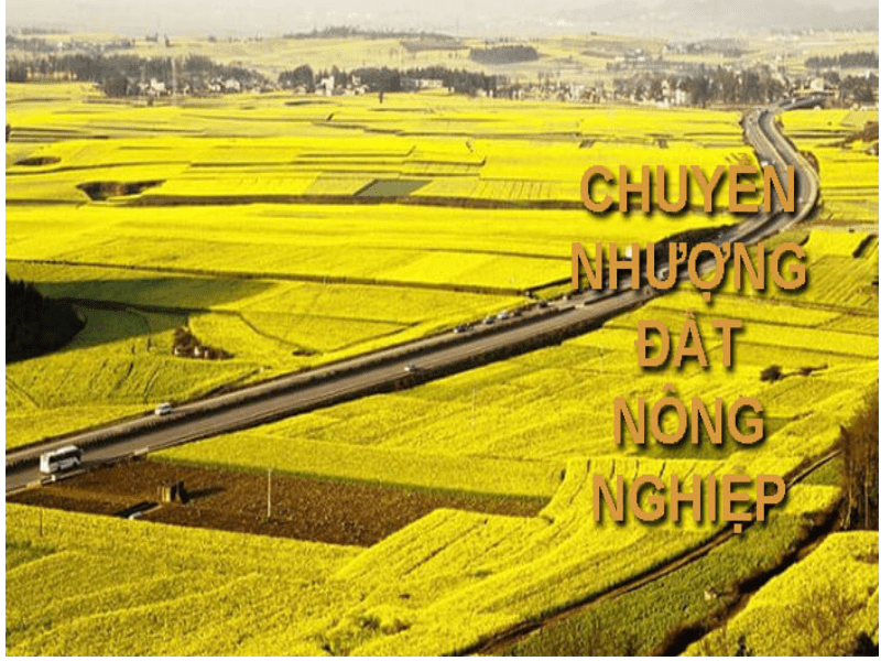 https://nplaw.vn/nhung-truong-hop-nao-duoc-ban-dat-trong-lua.html