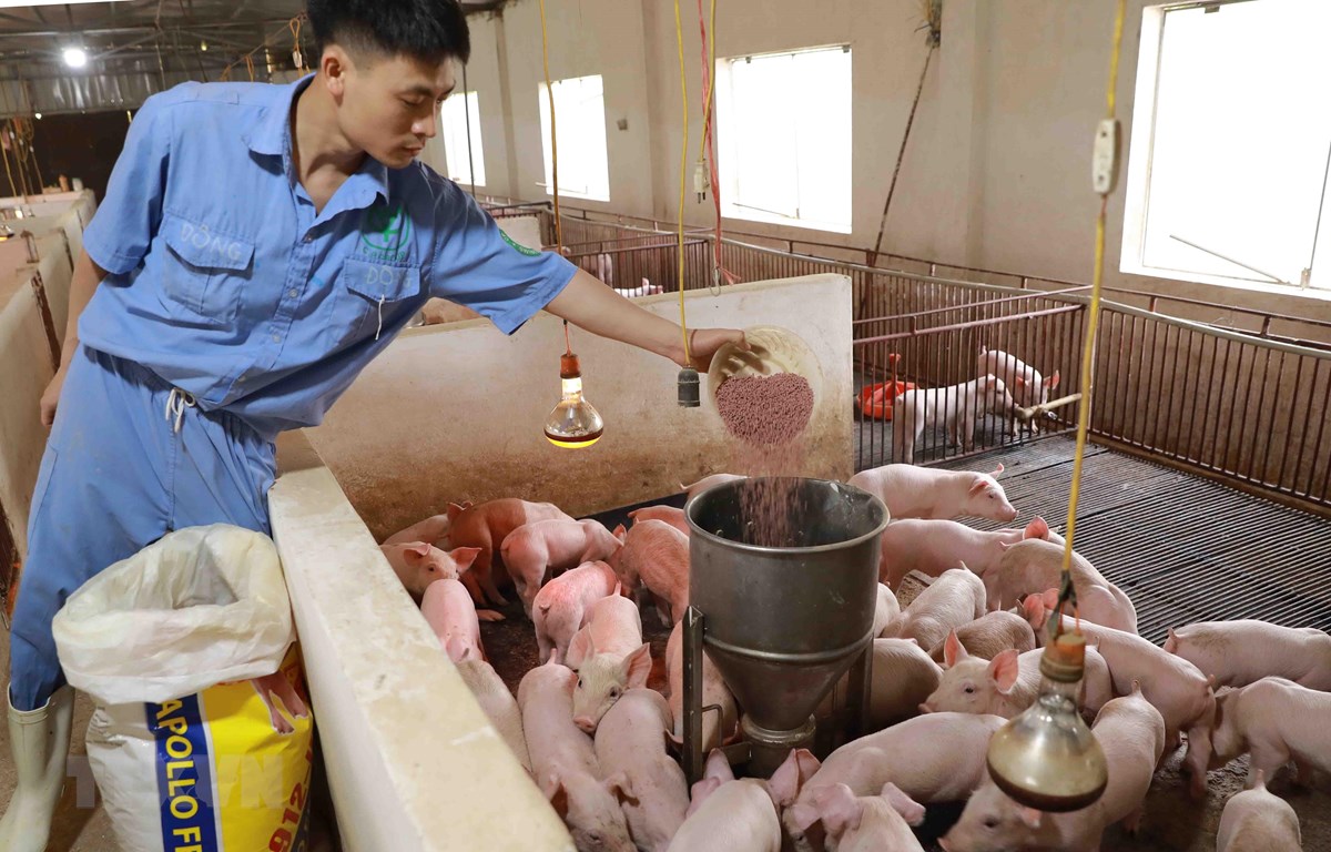 Điều kiện hoạt động sản xuất, kinh doanh đối với cơ sở sản xuất thức ăn chăn nuôi