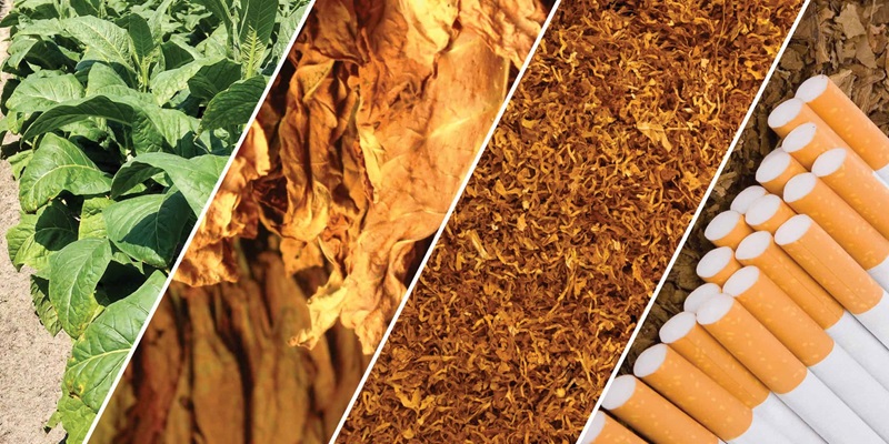 Thuốc lá chỉ được phép nhập khẩu vào Việt Nam qua đâu?