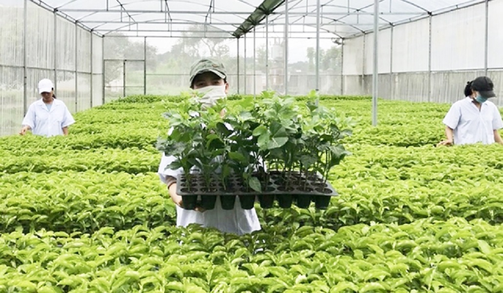 Tìm hiểu về lưu hành giống cây trồng