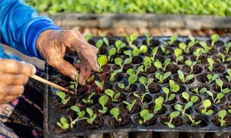 Có thể tự công bố lưu hành giống cây trồng hay không?
