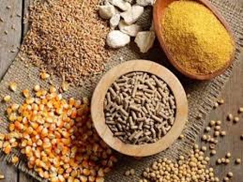 Những nội dung phải có trong đơn đăng ký nhập khẩu thức ăn thủy sản