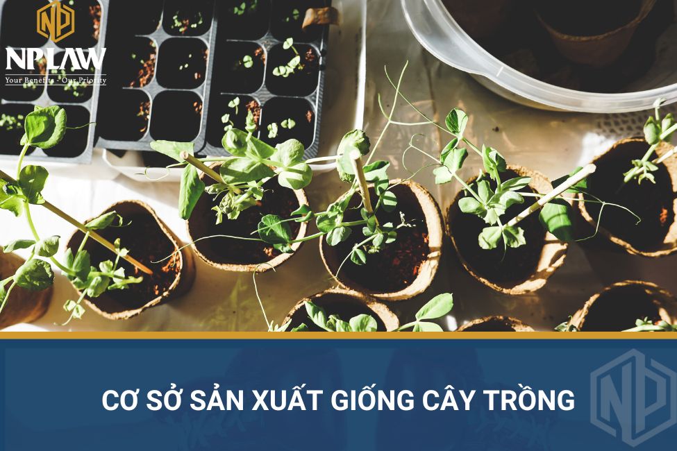Cơ sở sản xuất giống cây trồng