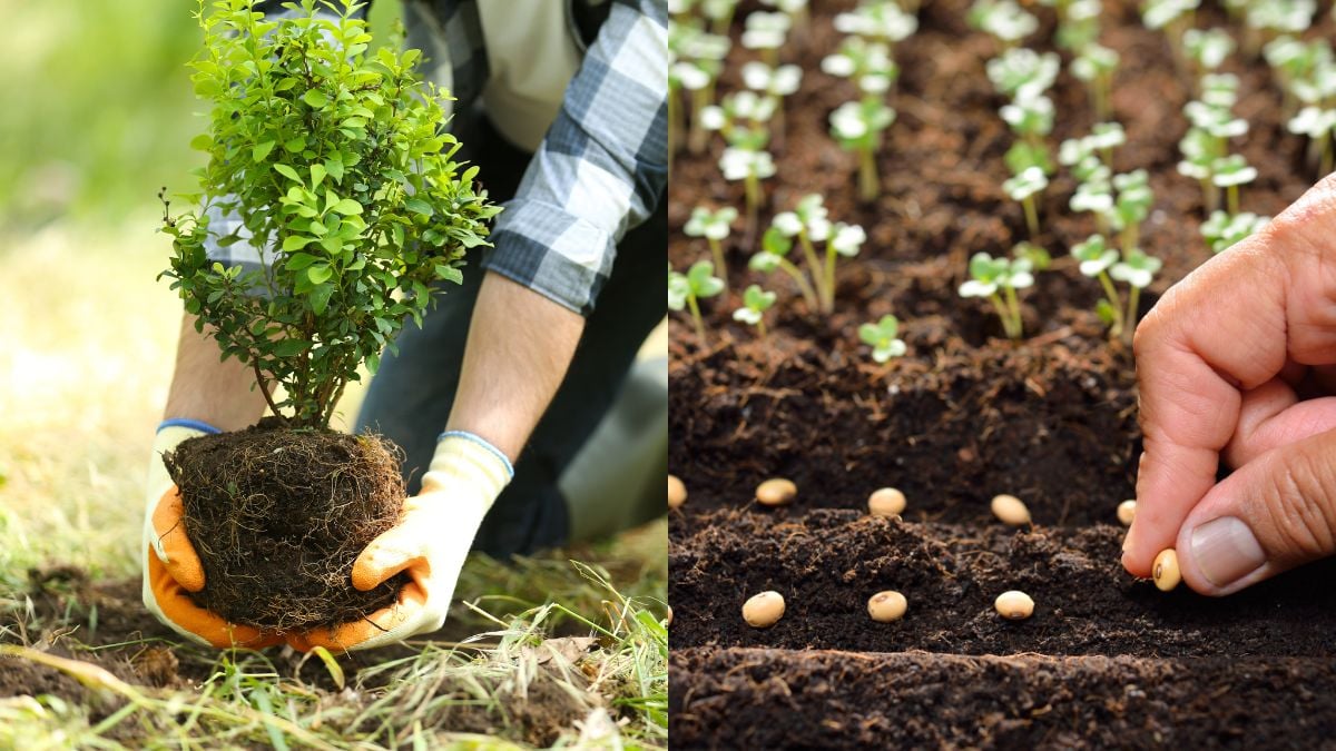 Cơ sở sản xuất giống cây trồng là gì