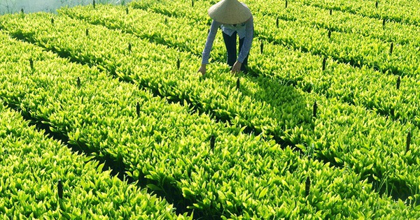 Điều kiện để được xem là cơ sở sản xuất giống cây trồng