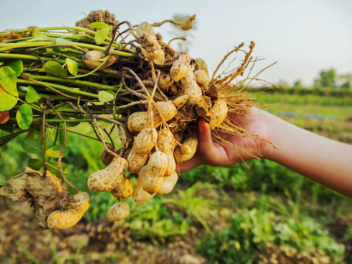 Điều kiện nhập khẩu đậu phộng