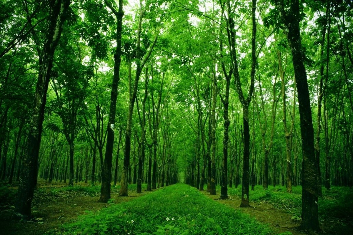 Quy định pháp luật về dịch vụ môi trường rừng
