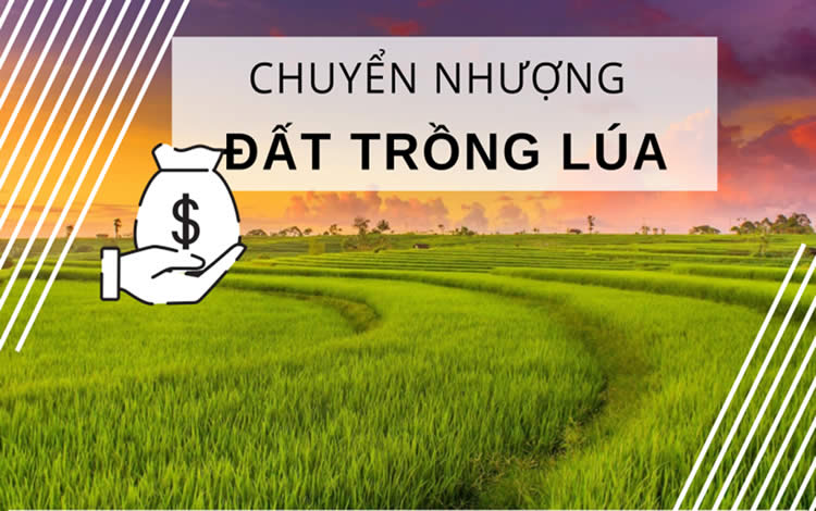 Thực trạng chuyển nhượng quyền sử dụng đất trồng lúa hiện nay
