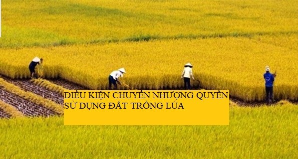 Điều kiện chuyển nhượng quyền sử dụng đất trồng lúa