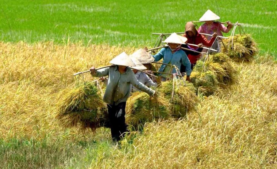 Thực trạng thừa kế đất trồng lúa hiện nay